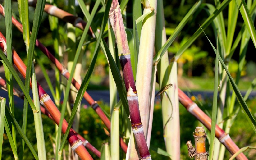 Plantação de cana-de-açúcar